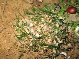 Image result for Litanthus pusillus