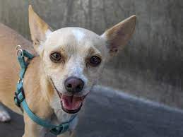 He has been in the shelter a few weeks now. Pets Of The Week At The Pasadena Humane Society Pasadena Now