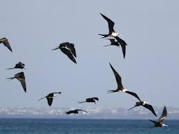 Ave Fragata Magnifica Ebird