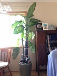 Shortening And Propagating A Huge Dieffenbachia Amoena 7 Steps With Pictures Dieffenbachia Houseplant Dumb Cane Plant Plants