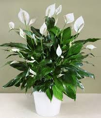 However, if consumed, they are toxic to humans, dogs, and cats. Peace Lily And Dogs Is Peace Lily Toxic To Dogs Dummer Garden Manage Gfinger Es La App De Jardineria Mas Profesional