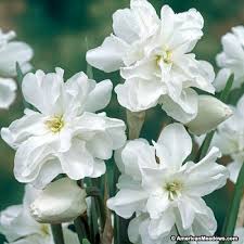 White Double Daffodil Bulbs Poet S Narcissus Double Flowering Daffodils Daffodil Bulbs Annual Plants Daffodils
