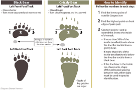 How To Identify Black Bear Tracks And Signs Wilderness Arena