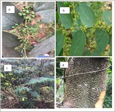 Image result for Trema sp A