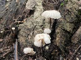Image result for Marasmius rotula
