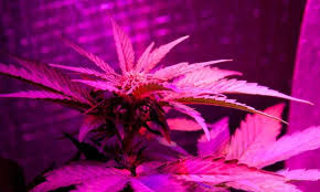 Perfect balance spectrum for your plant. Vivosun 600w Led Grow Light Review Greenbudguru