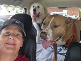 Great Pyrenees and pitbull friendship stories