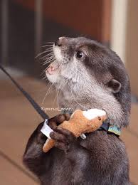 Maggie Loves Otters Otter Loves His New Otter Toy From Parus Mnr Otters Cute Cute Baby Animals Cute Animals