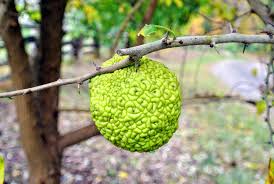 The osage orange fruit is the size of. My Osage Orange Trees The Martha Stewart Blog