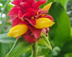 Image result for Costus lucanusianus