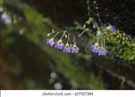 Image result for Utricularia striatula