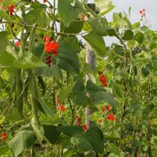 Image result for Phaseolus coccineus