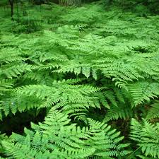 Image result for Pteridium aquilinum