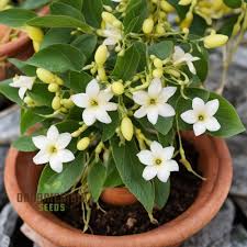 Image result for Murraya paniculata