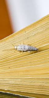 7 Effektive Hausmittel Gegen Silberfische Silberfische Hausreinigungs Tipps Hausputz