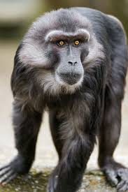 Pin On Animals Monkeys Primates