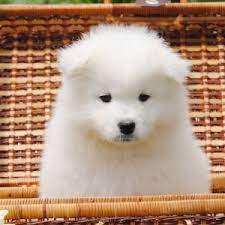Explore these 65 other breeders outside of michigan that may help transport. Kuzma Samoyed Puppy 598662 Puppyspot