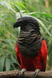 Del hoyo, j., elliott, a. This Is The Dracula Parrot Psittrichas Fulgidus Also Known As Pesquet S Parrot Or Vulturine Parrot Natureismetal