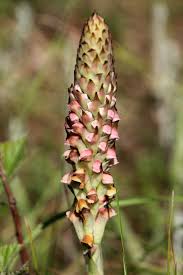 Image result for Diclis reptans