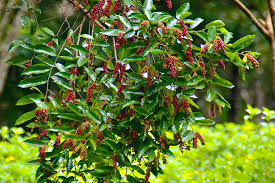 Image result for Antidesma