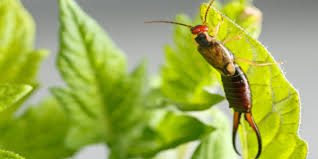 Earwigs can be beneficial predators in your garden, but what happens when they start eating your newly sprouted vegetables and flowers? The Return Of The Earwigs Plunkett S Pest Control