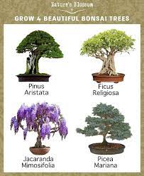 Nature S Blossom Bonsai Tree Kit Grow 4 Types Of Trees From Seed Bonsai Tree Types Indoor Bonsai Tree Tree Seeds
