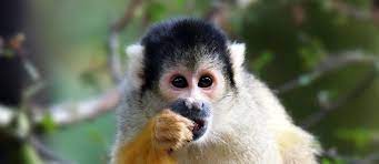 Maybe you would like to learn more about one of these? Affen Und Vogelpark Eckenhagen