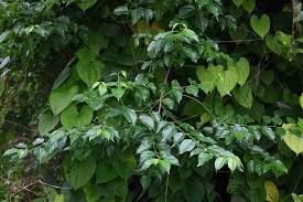 Image result for Colubrina asiatica