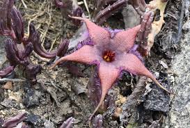 Image result for Brachycorythis angolensis