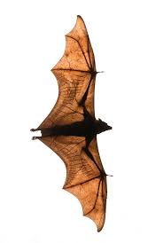 I M Still Trying To Wrap Myself Around The Anatomy Of A Bat Bats Are The Only Mammal That Can Fly Www Batsbirdsyard Com Ba Animals Beautiful Bat Bat Flying