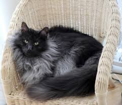 The price of a black smoke cat depends on its species. Cat Colours Black Smoke