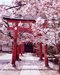 Hiro Goto Hiro 510 Instagram Photos And Videos Japan Photography Cherry Blossom Japan Aesthetic Japan Download hd sakura wallpapers best collection. cherry blossom japan