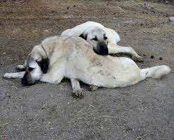 Pin By Mehmet Ali On Anatolian Shepherd Kangal Dog Anatolian Shepherd Dog Dog Best Friend