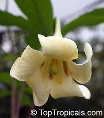Image result for Turbina longiflora