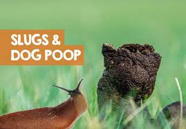 Jun 16, 2019 · while slugs and snails aren't poisonous to touch, some do feed on faeces and carry parasites that could be harmful if ingested. Why Are There Slugs In My Dog S Poop The Truth Revealed