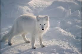 That reduces heat loss because less is exposed to the cold. Arctic Fox And Other Polar Predators May Have Originated In The Himalayas Discover Magazine