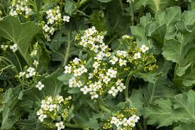 Image result for Crambe hispanica