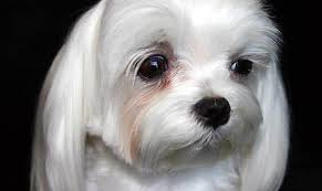 Dog Grooming Splash and Dash For Dogs Causes and Treament