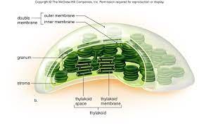 Maybe you would like to learn more about one of these? Module 2 Part A Cell Structure Biologia