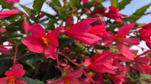 Image result for Rungia grandis