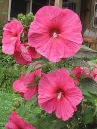 'fanal' unfurls its flowers in early summer, making it one of the earliest reds in. I Love These Hardy Hibiscus That Come Back Every Year Have Several Varieties Around My Pool Hardy Hibiscus Beautiful Flowers Flowering Bushes
