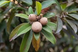 Image result for Manilkara obovata