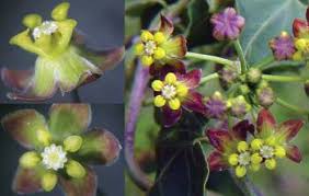 Image result for Pentarrhinum abyssinicum