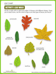 Leaf Shapes Plant Lessons Parts Of A Plant Science