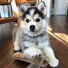  15 Ide Lulu Hewan Bayi Anjing Anjing Husky