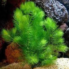 Image result for Phyllanthus parvulus