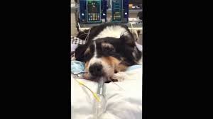 Tasha suffered from itchy rashes and hot spots from the day i adopted her, says sandra of her skin issues like tasha's are among the most common reasons people take their dogs and cats to the vet. Day 12 Ivermectin Toxicity Youtube