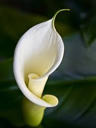 South Coast Botanic Garden