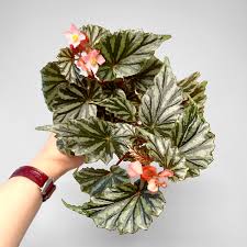 Image result for Begonia nyassensis