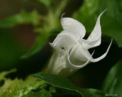 Image result for durman obecný květ